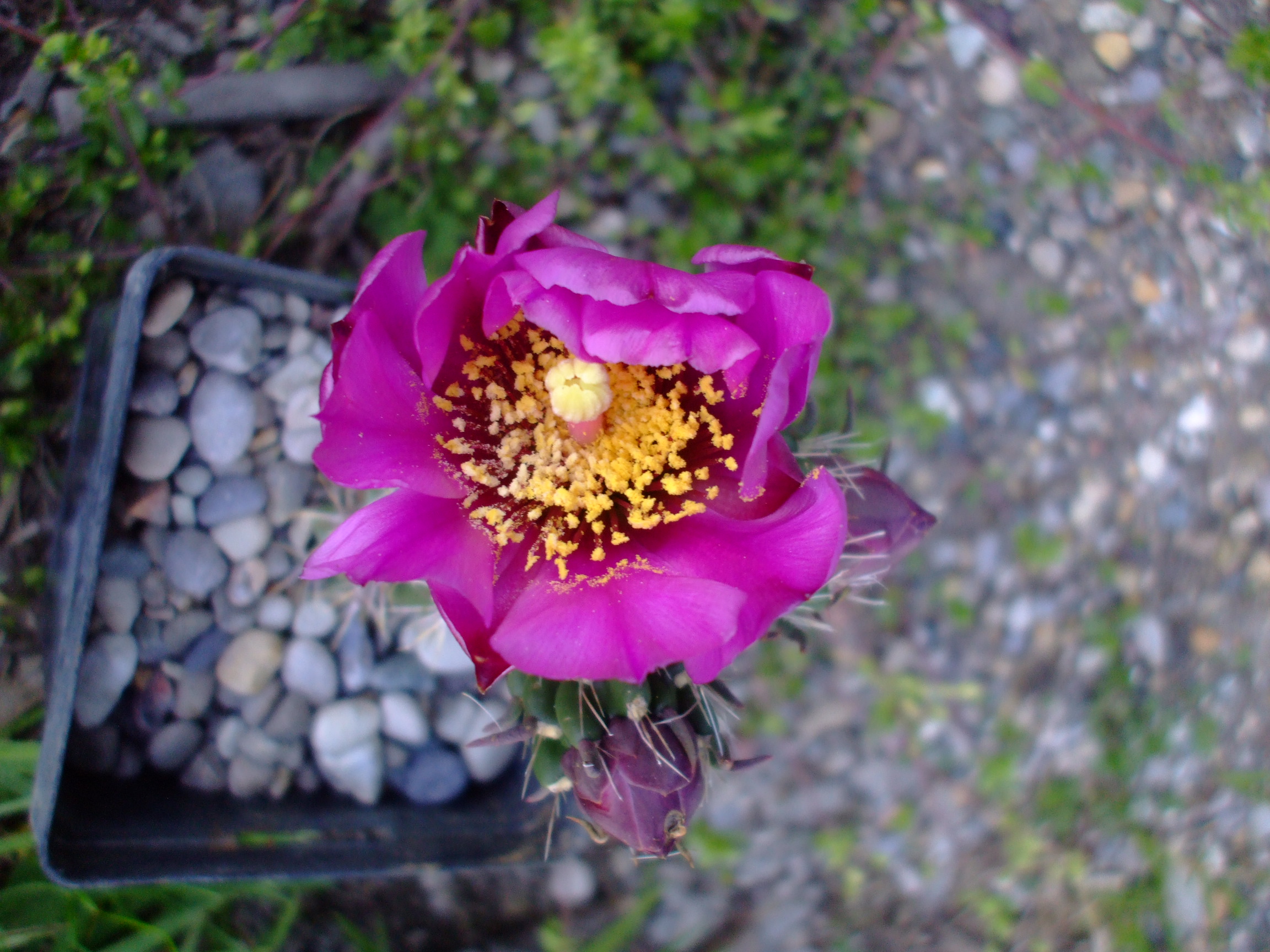 Cylindropuntia imbricata